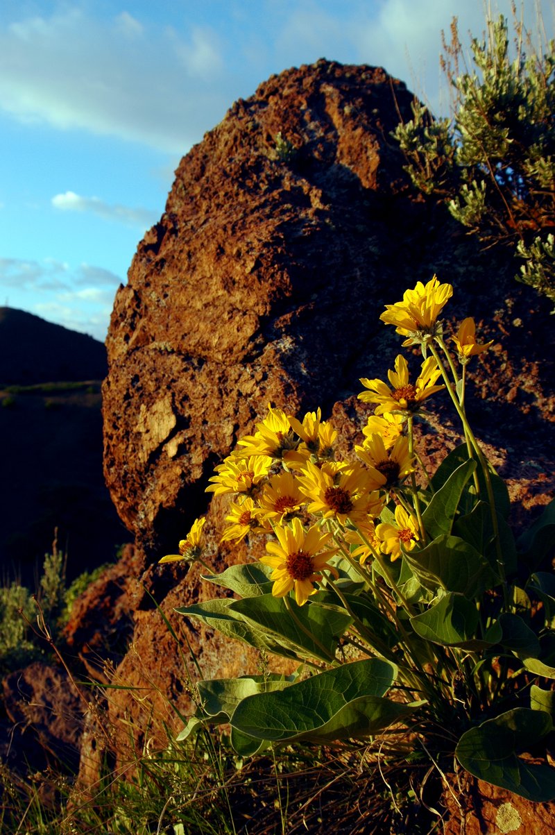 Arrowleaf Balsamroot photo 2
