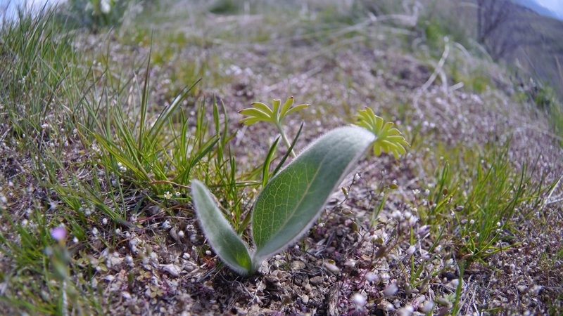 Arrowleaf Balsamroot photo 3