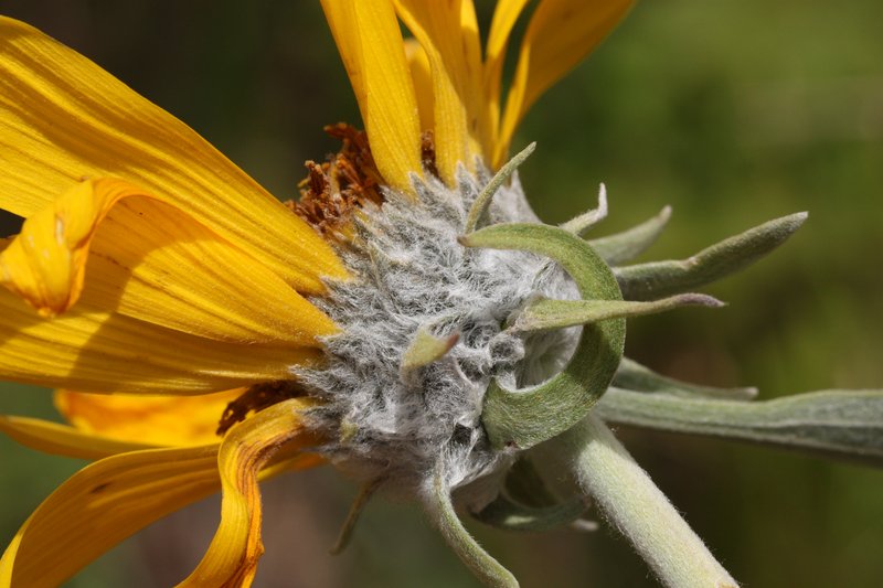 Arrowleaf Balsamroot photo 4