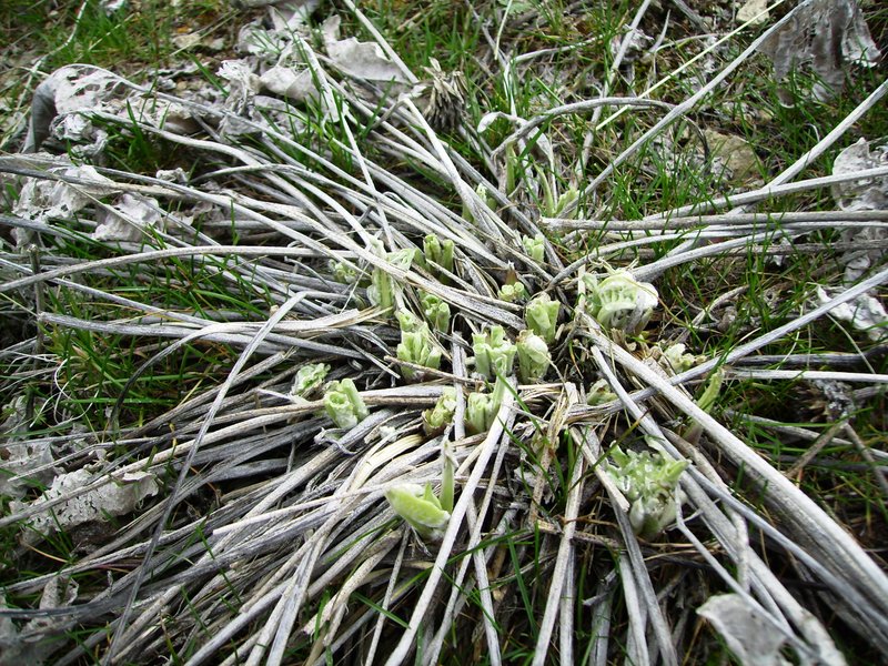 Arrowleaf Balsamroot photo 5