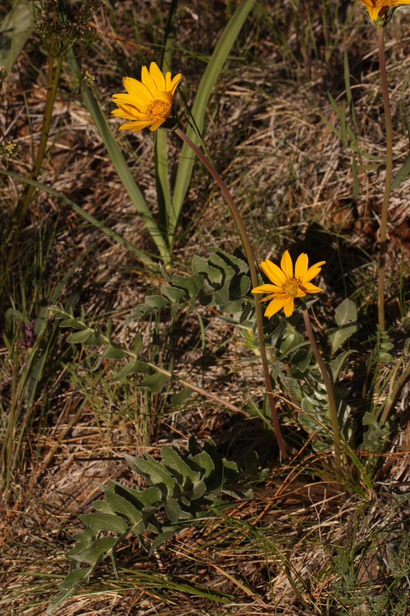 Silky Balsamroot