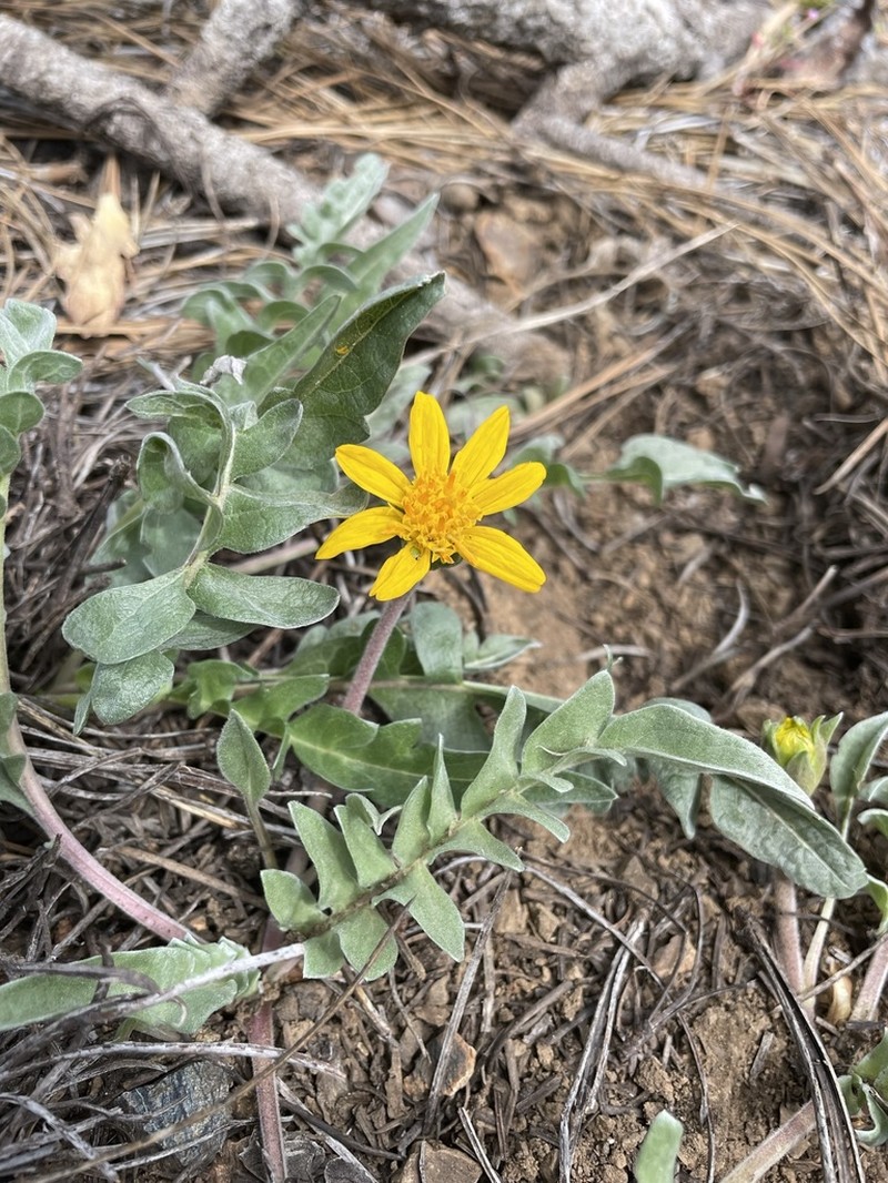 Silky Balsamroot photo 2
