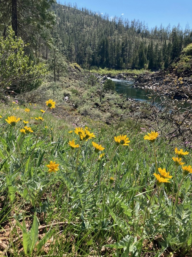Silky Balsamroot photo 3