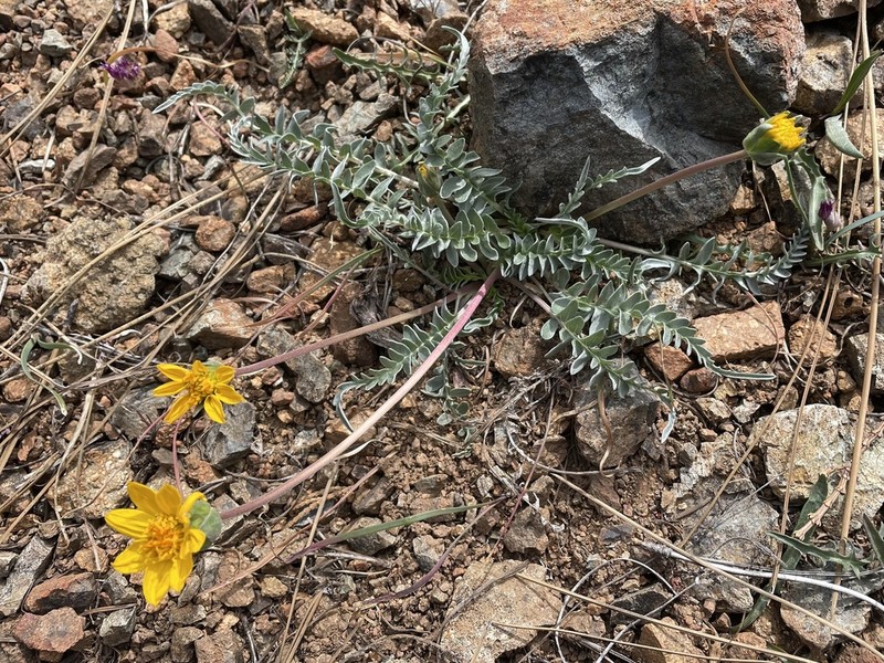 Silky Balsamroot photo 4