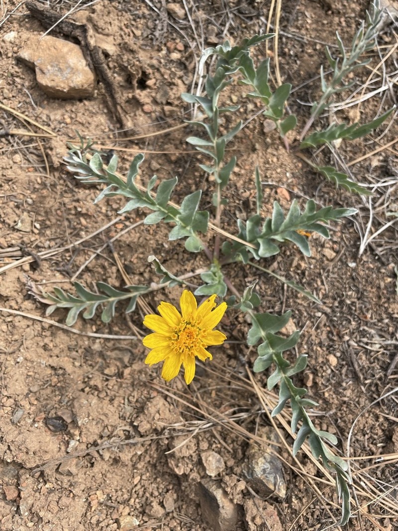 Silky Balsamroot photo 5