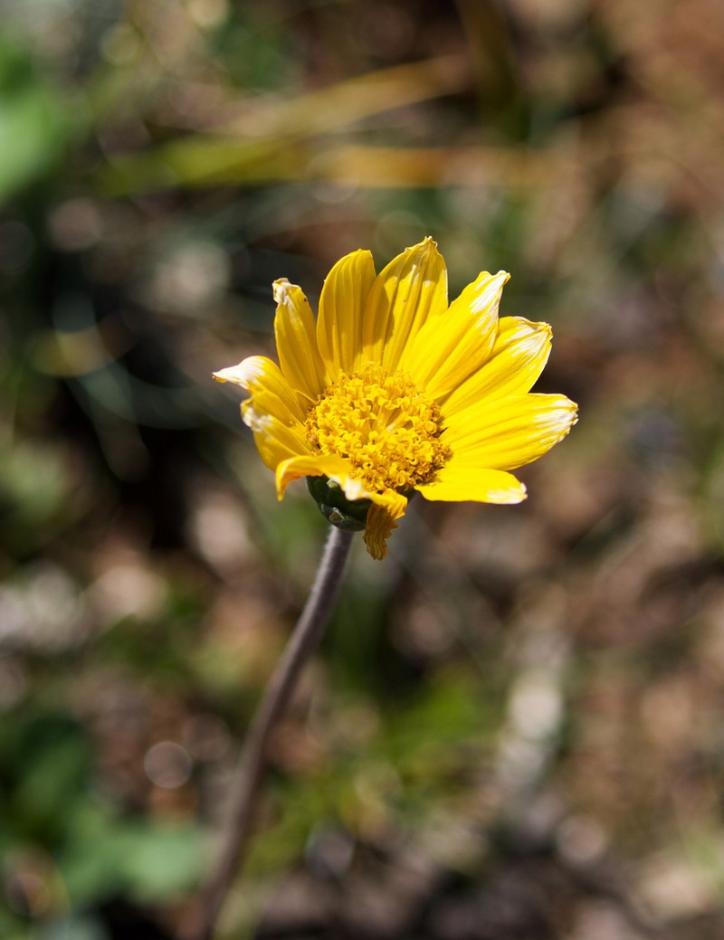 Silky Balsamroot photo 6