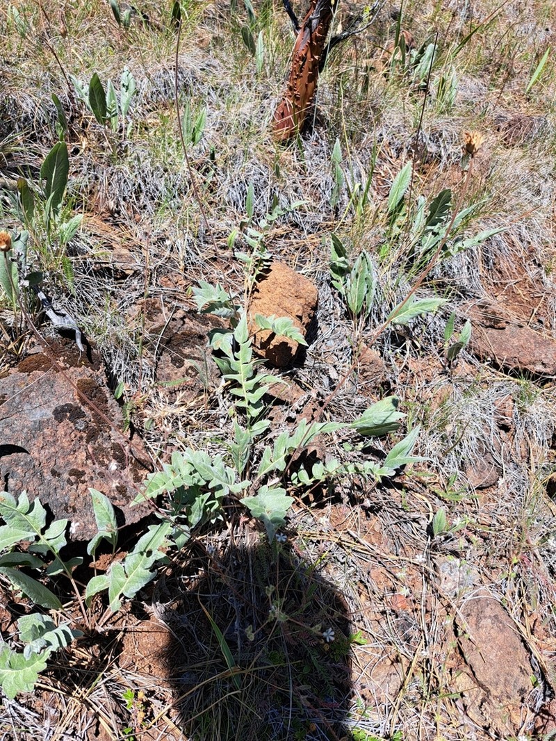 Silky Balsamroot photo 7