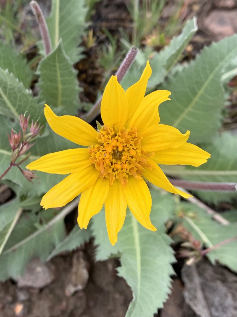 Serrate Balsamroot