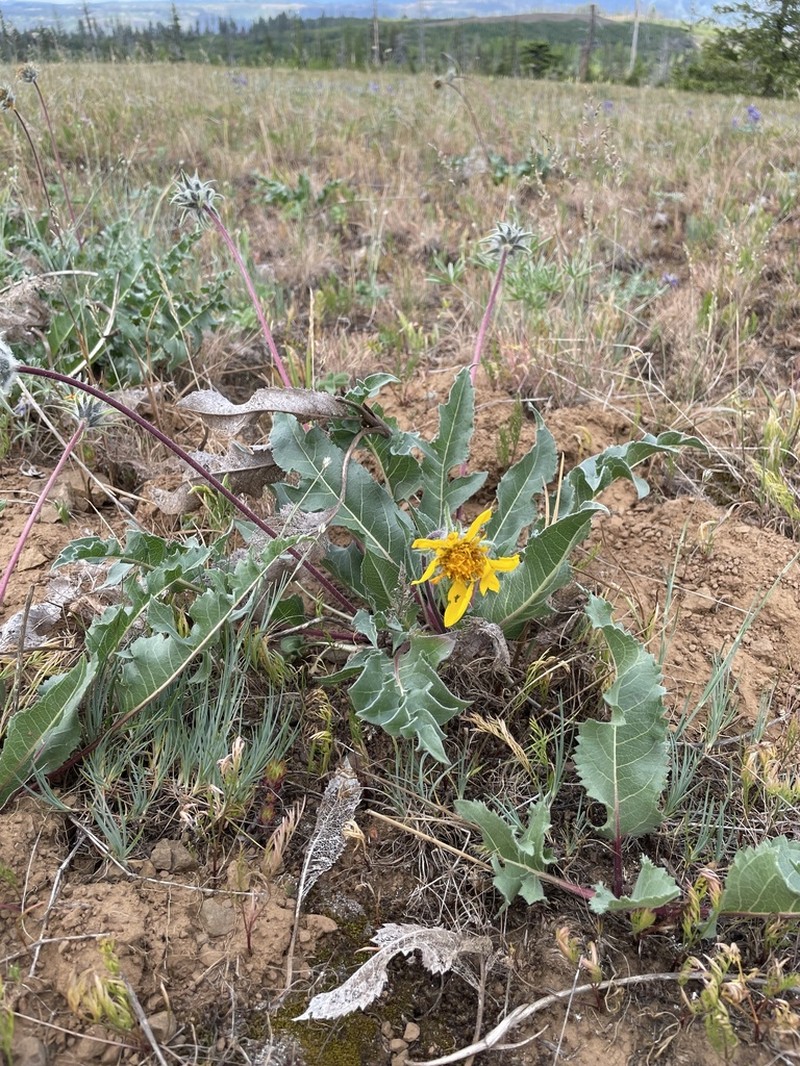 Serrate Balsamroot