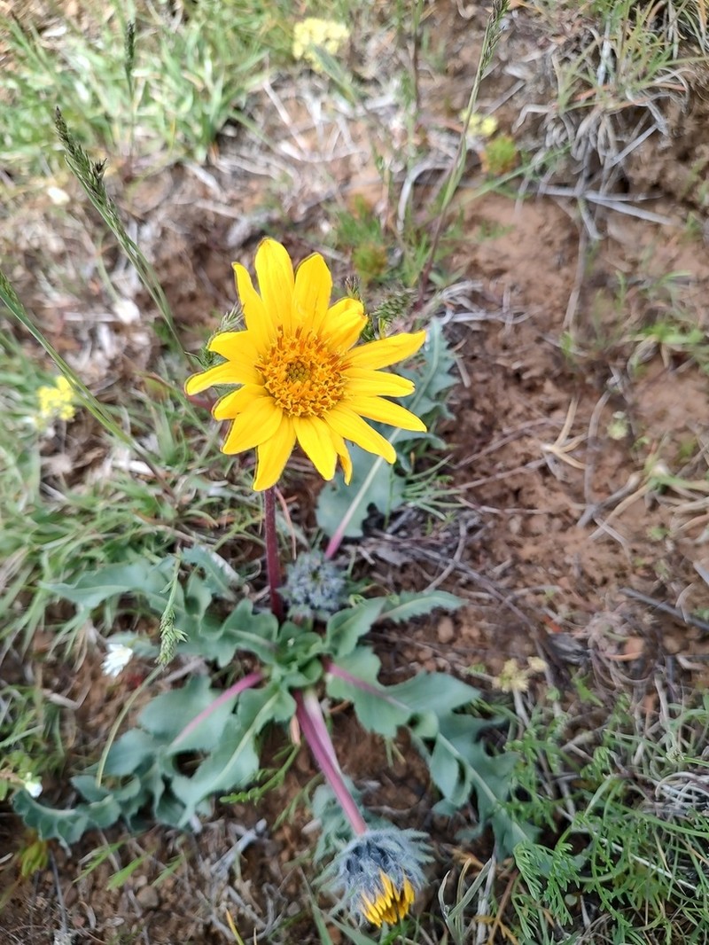 Serrate Balsamroot photo 2