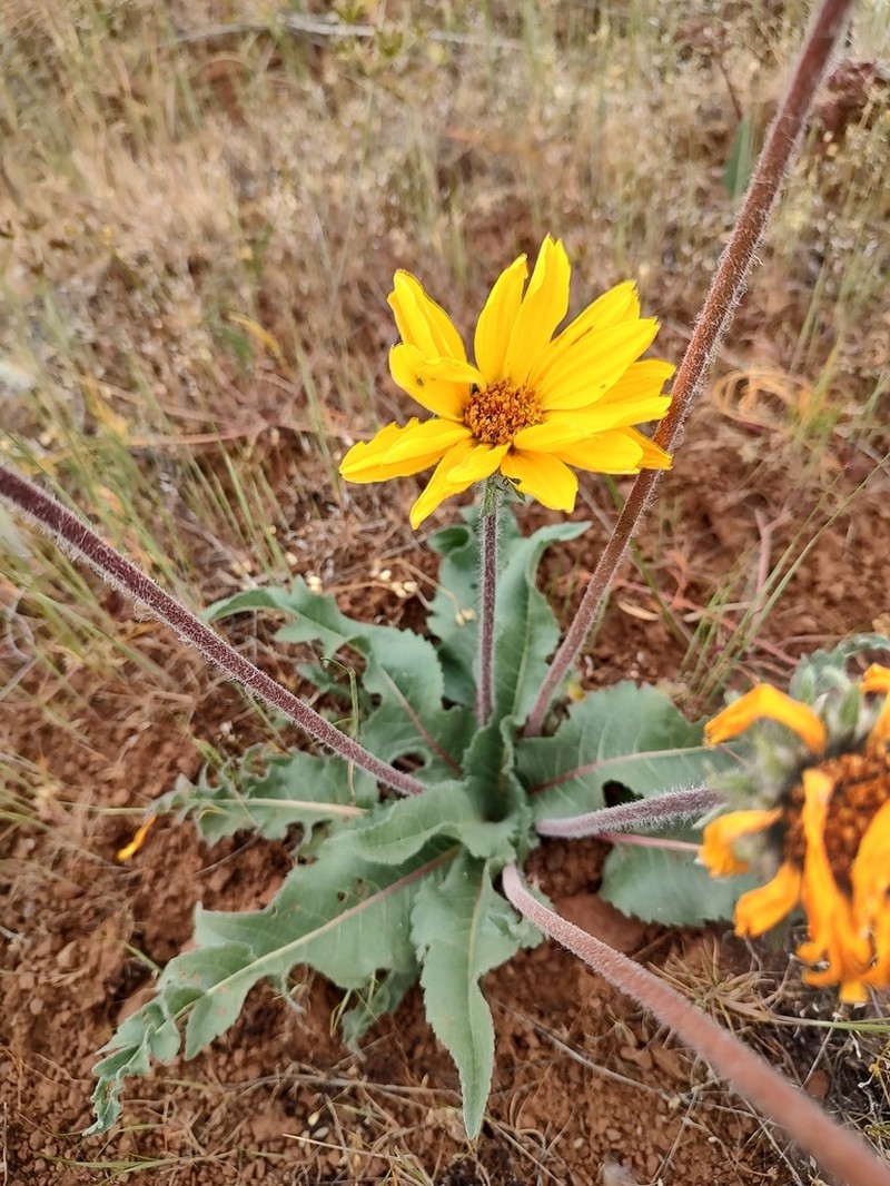 Serrate Balsamroot photo 3