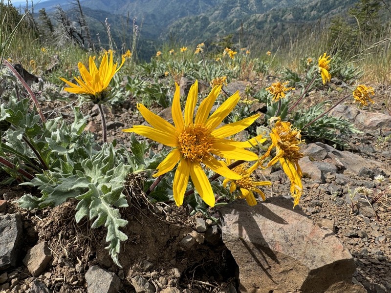 Serrate Balsamroot photo 4