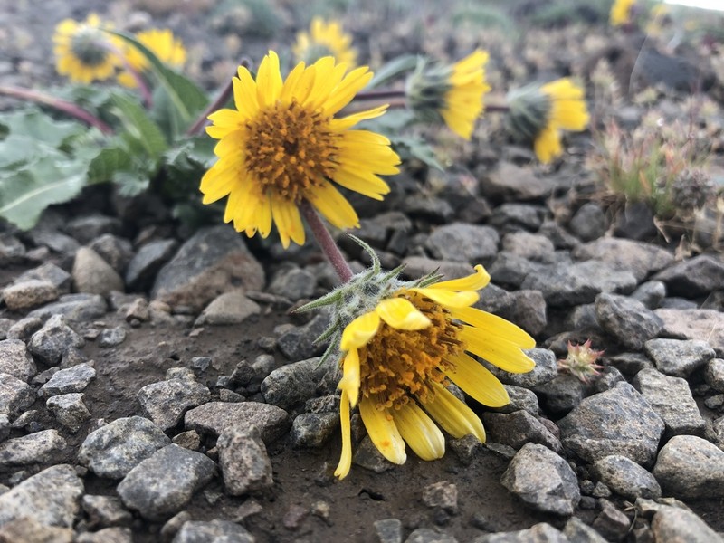 Serrate Balsamroot photo 5