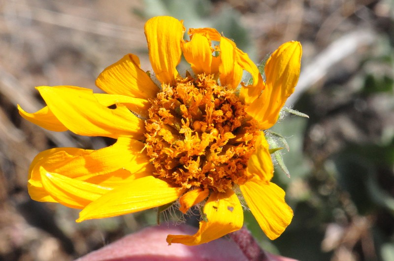 Serrate Balsamroot photo 6
