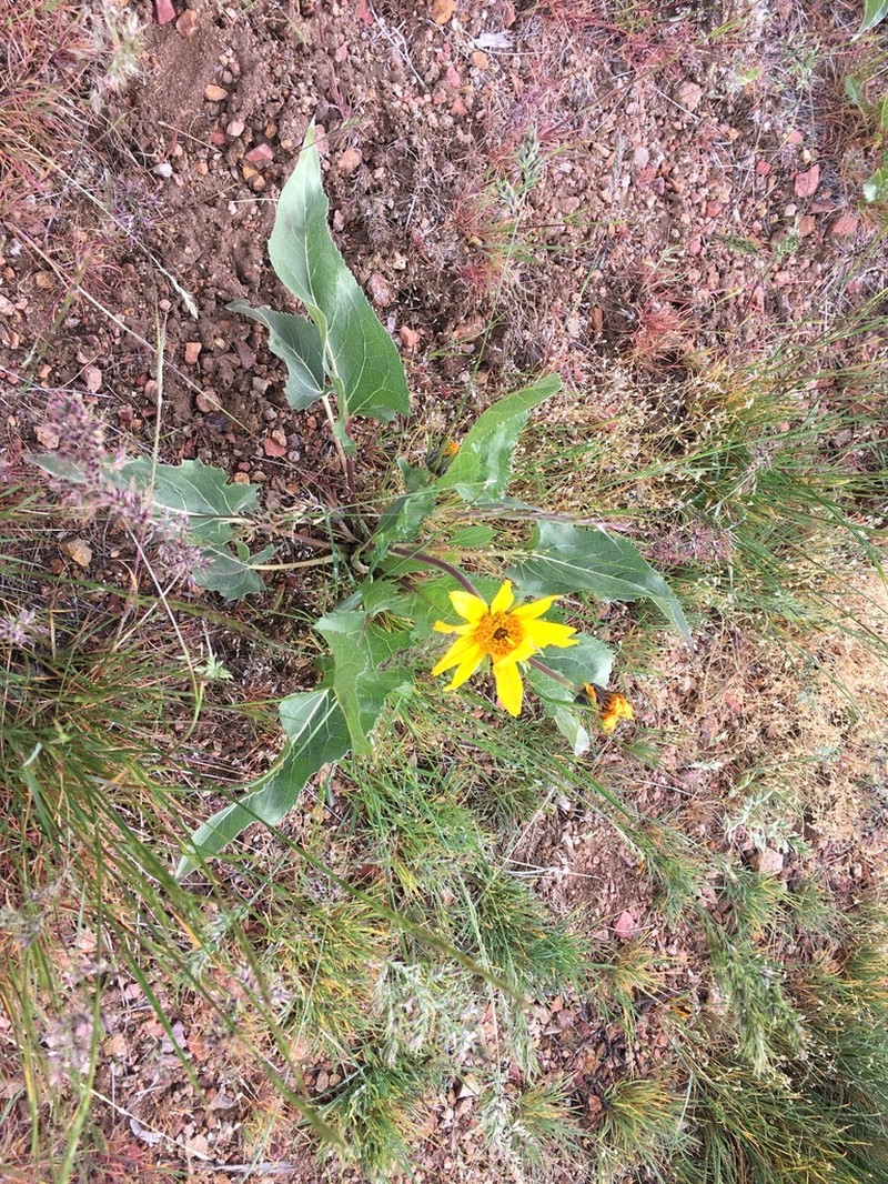 Serrate Balsamroot photo 7