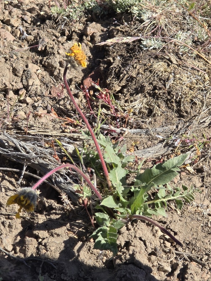Serrate Balsamroot photo 8