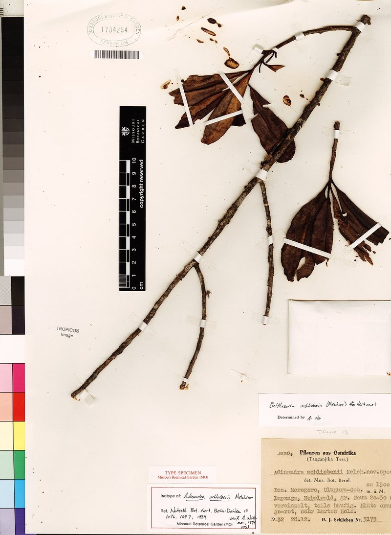 Balthasaria schliebenii var. schliebenii