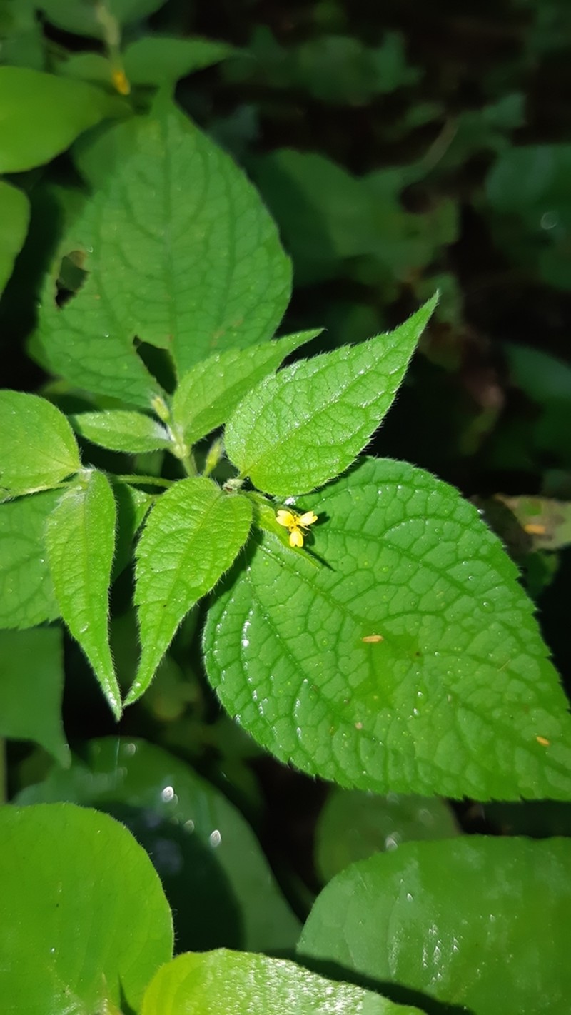 Baltimora geminata photo 2