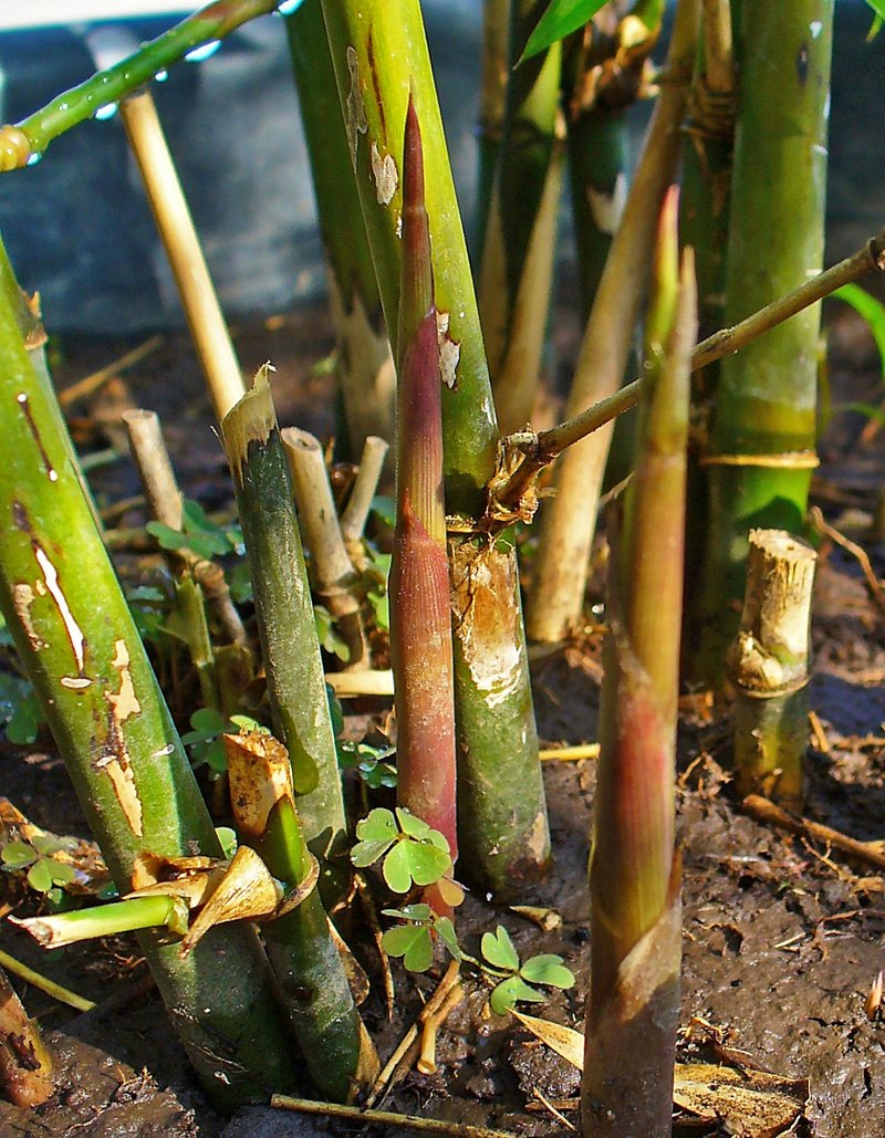 Bamboo