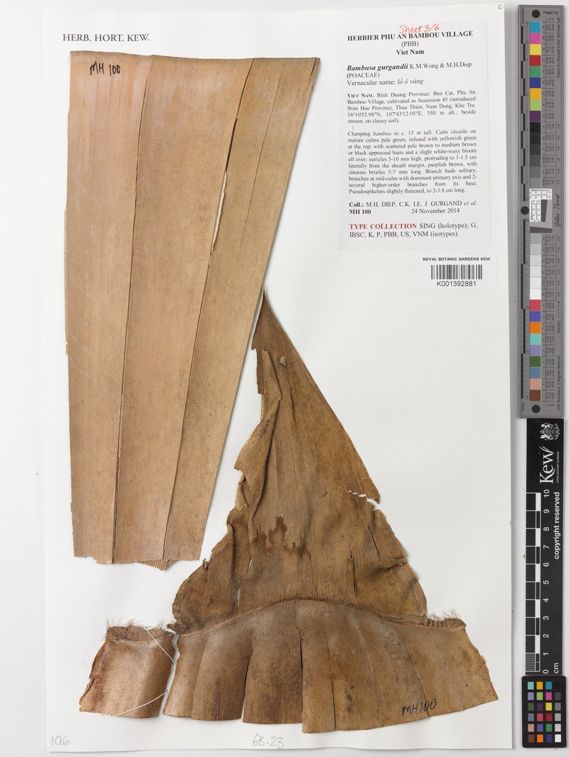 Bambusa gurgandii
