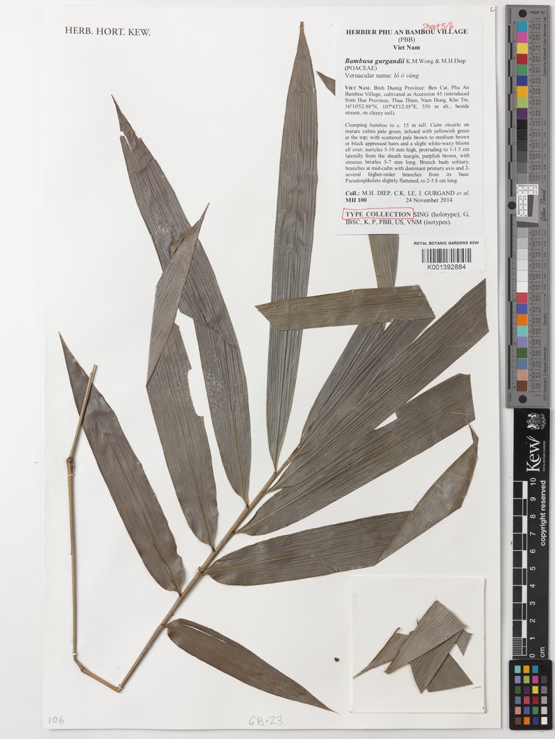 Bambusa gurgandii photo 2