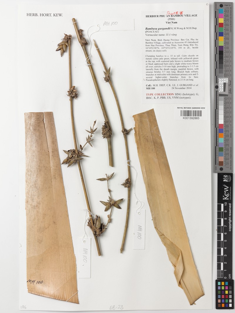 Bambusa gurgandii photo 4