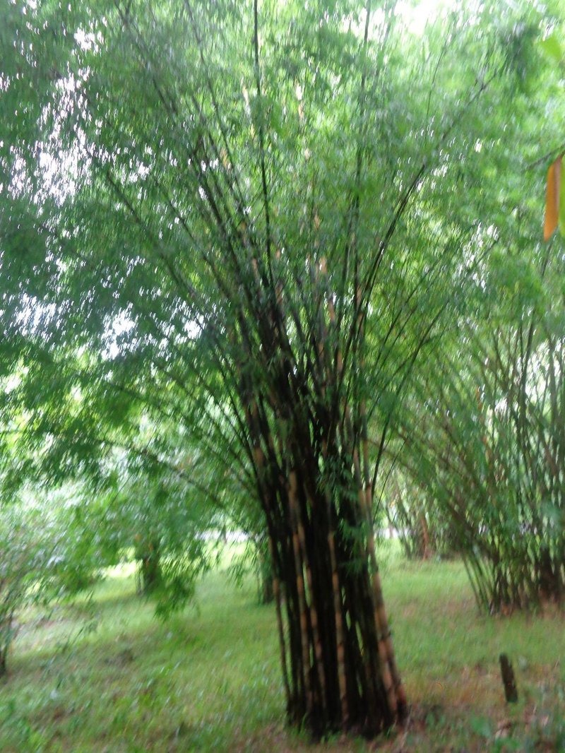 Polymorph Bamboo