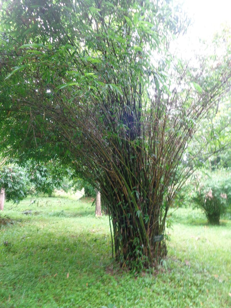 Bamboo