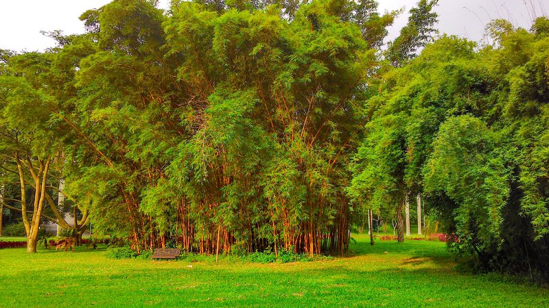 Common Bamboo photo 3