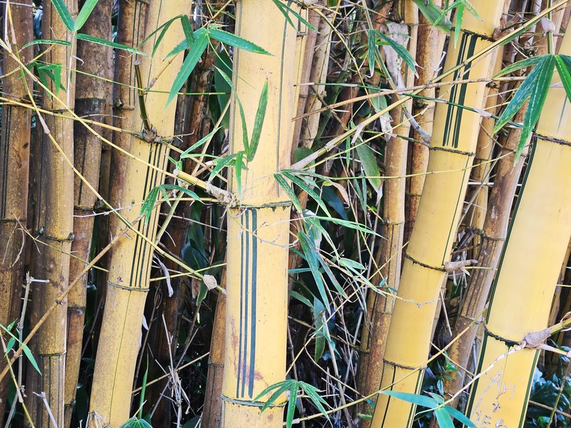 Common Bamboo photo 4