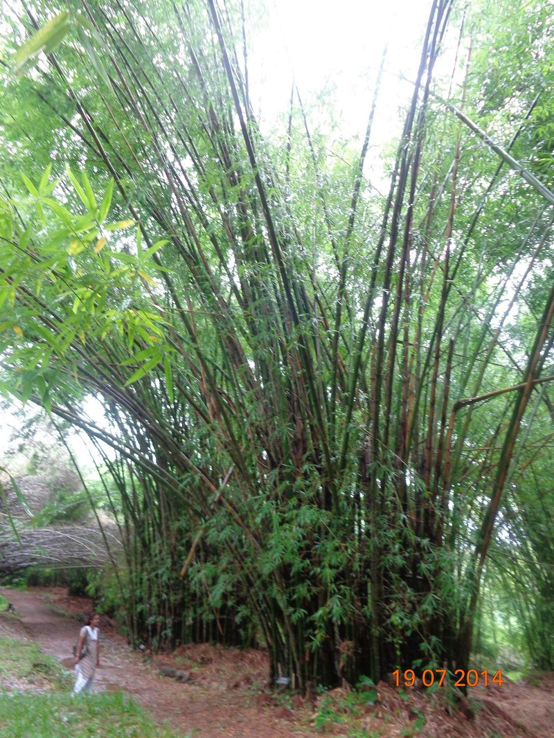 Common Bamboo photo 5