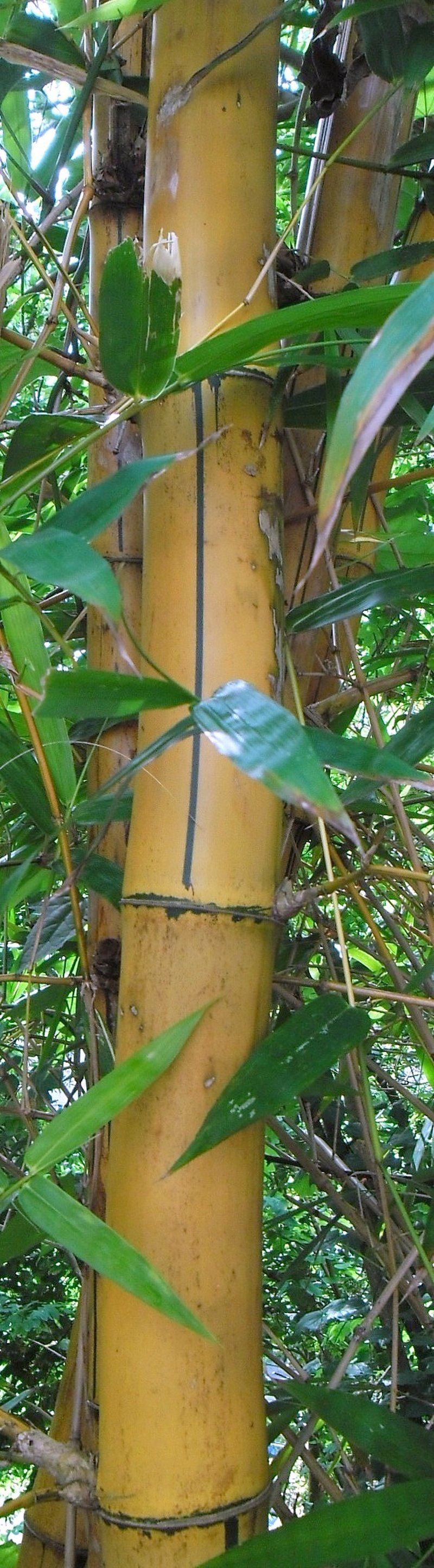 Common Bamboo photo 6