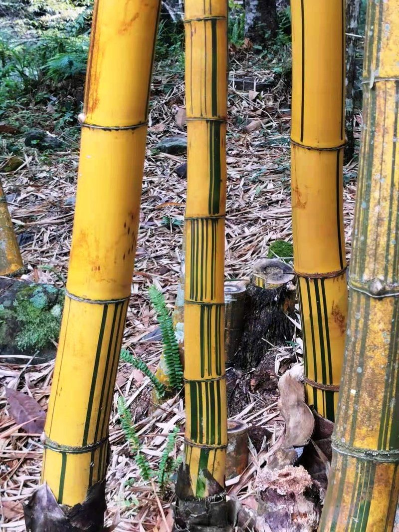 Common Bamboo photo 7