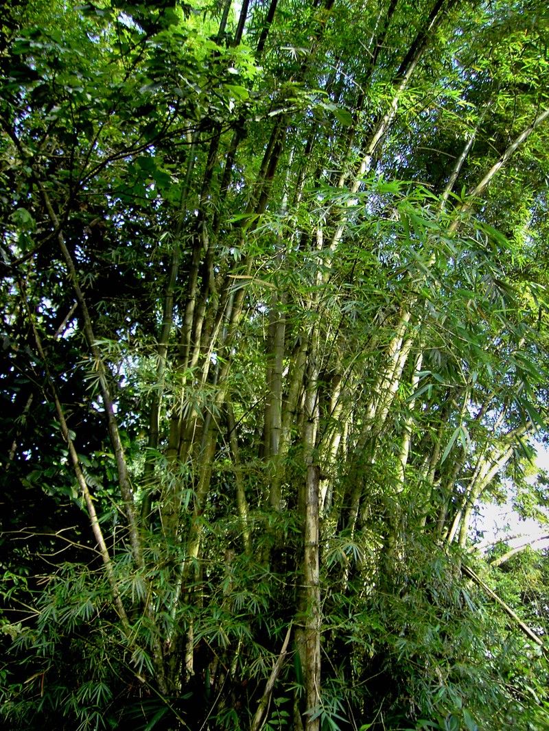Common Bamboo photo 2