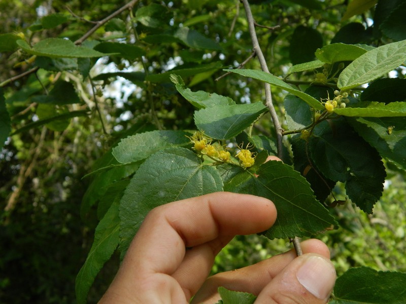 Banara arguta