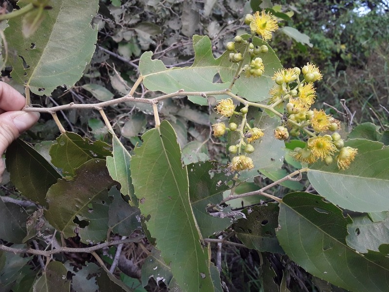 Banara arguta photo 6
