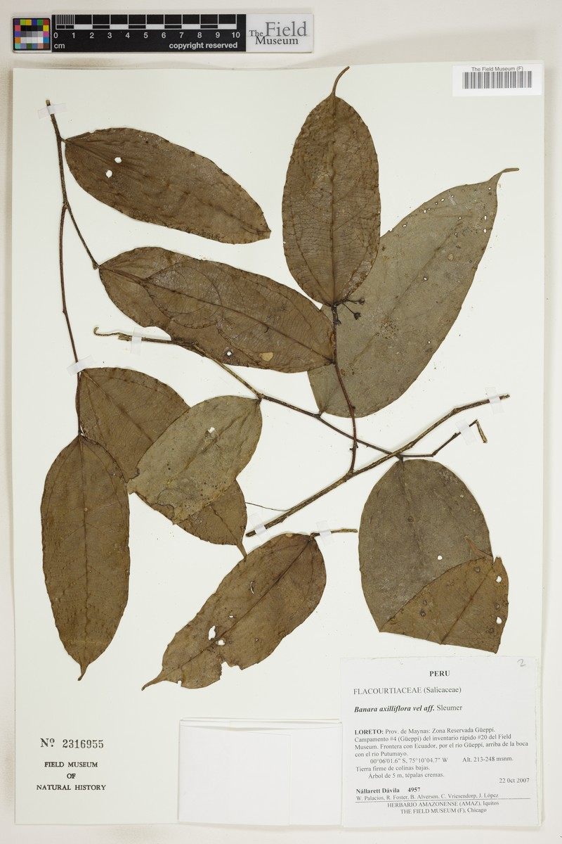 Banara axilliflora