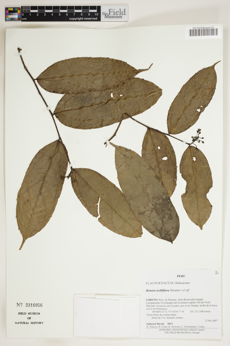 Banara axilliflora photo 2