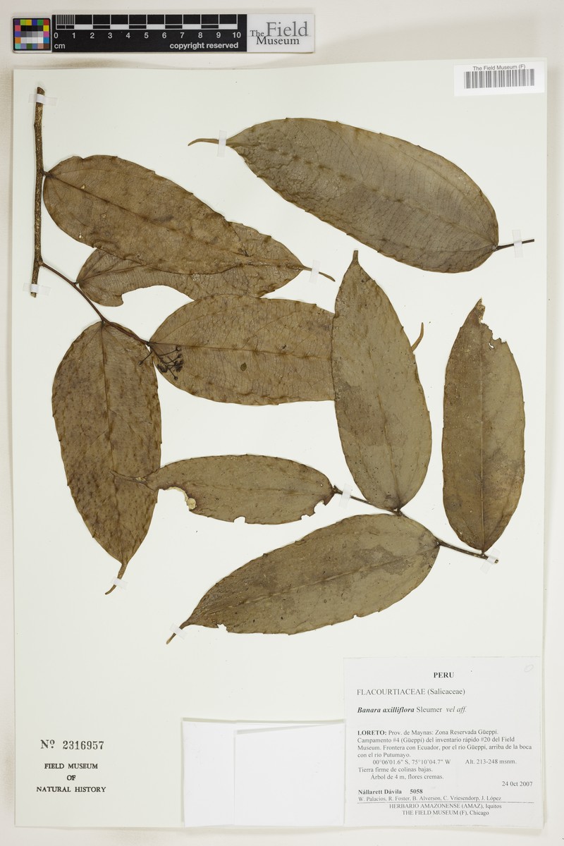 Banara axilliflora photo 3
