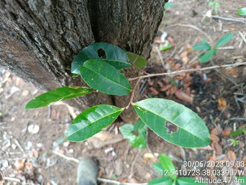 Banara brasiliensis