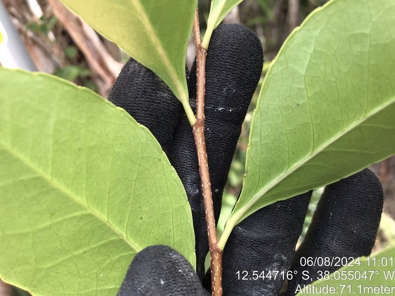 Banara brasiliensis photo 2