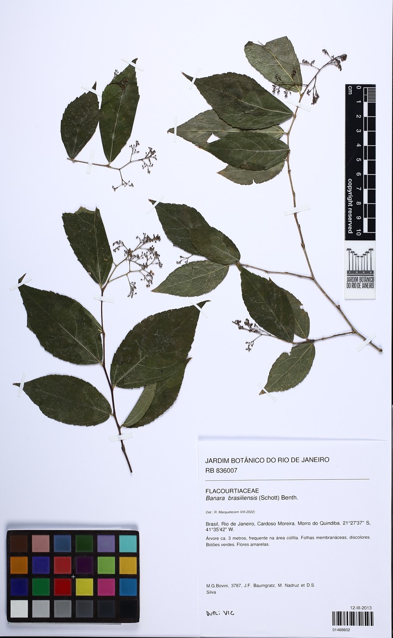 Banara brasiliensis photo 3