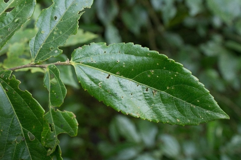 Banara glauca
