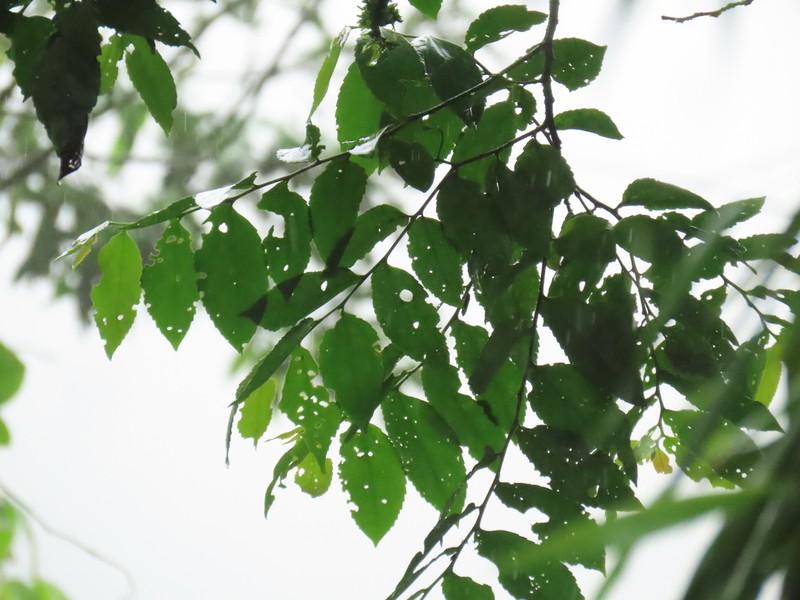 Banara glauca photo 2