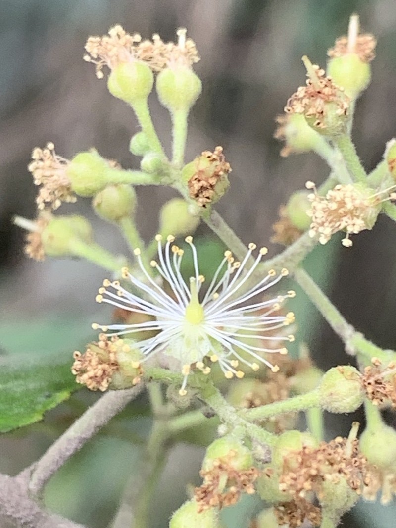 Banara glauca photo 3