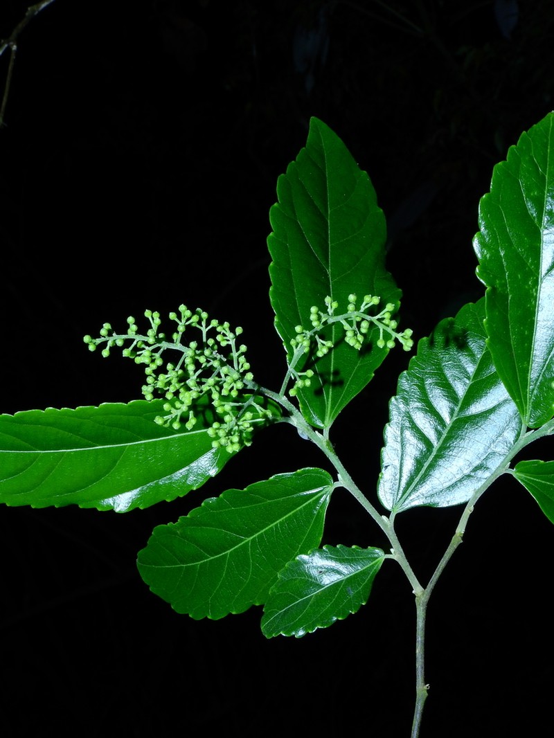 Banara glauca photo 4