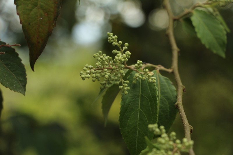 Banara glauca photo 5