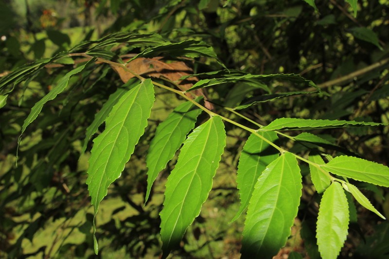 Banara glauca photo 6