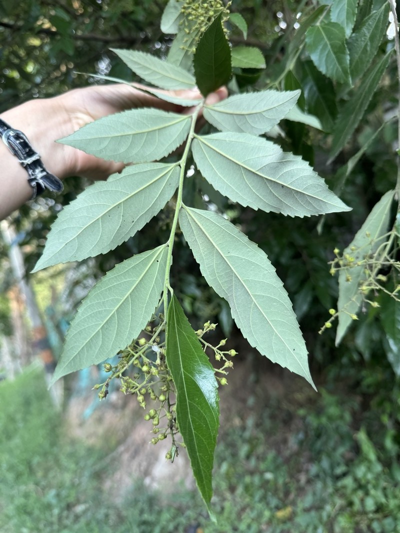 Banara glauca photo 7