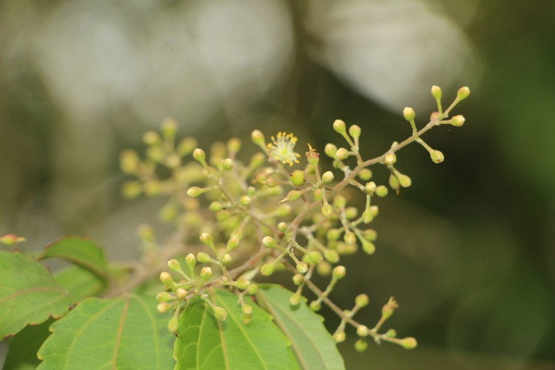 Banara glauca photo 8